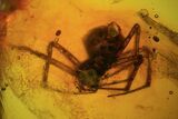Detailed Fossil Spider (Aranea) In Baltic Amber #81777-2